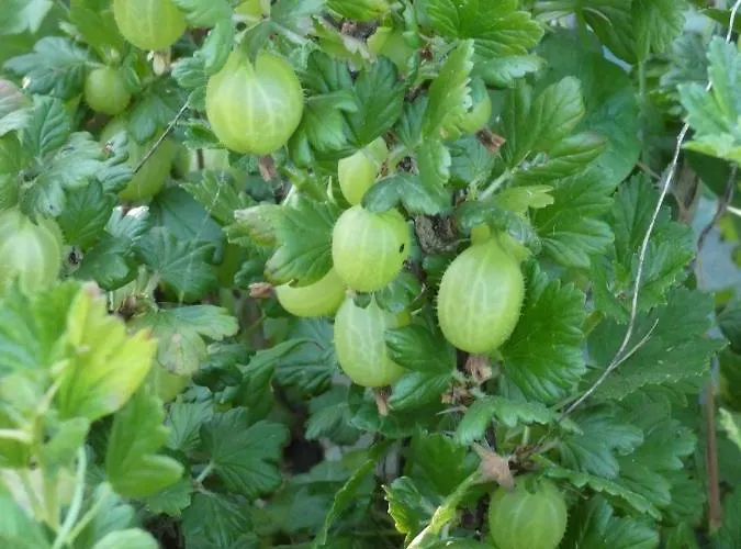 Guest house O 4 Saisons De Breilbon