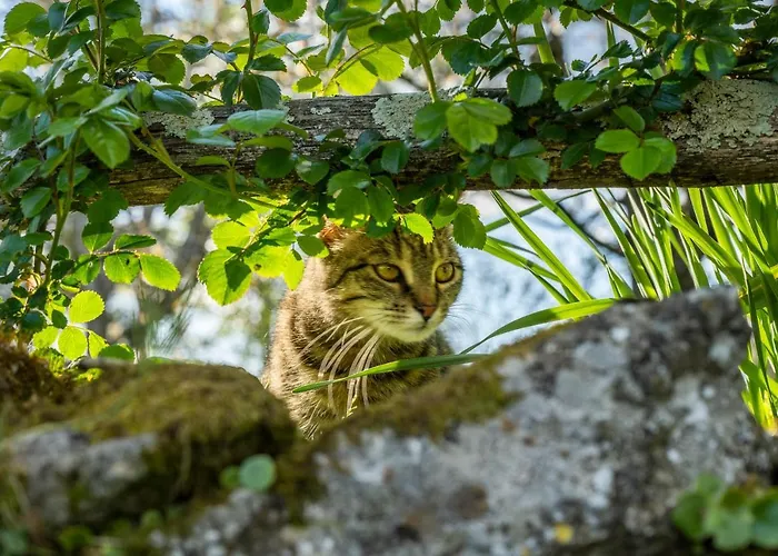 O 4 Saisons De Breilbon Guest house