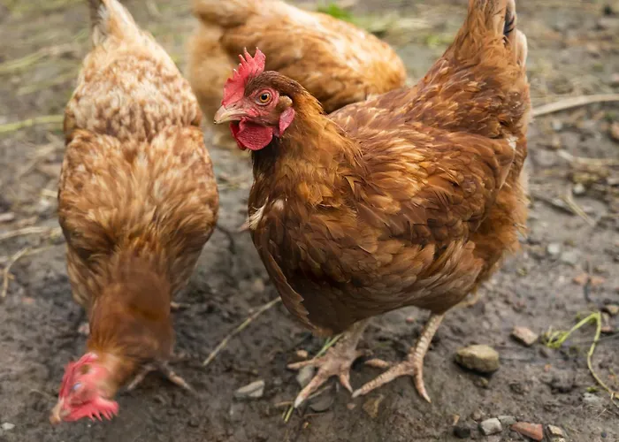 Guest house O 4 Saisons De Breilbon 3*